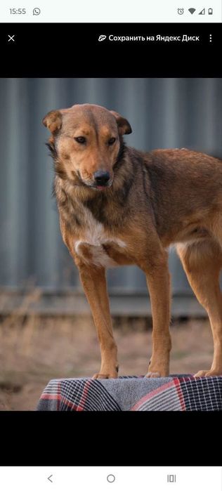 СобАчкИ кОмпаНьеНы сТорожа ОхраНиики