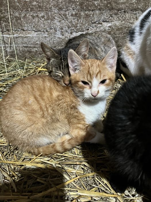 Pisicute spre adoptie