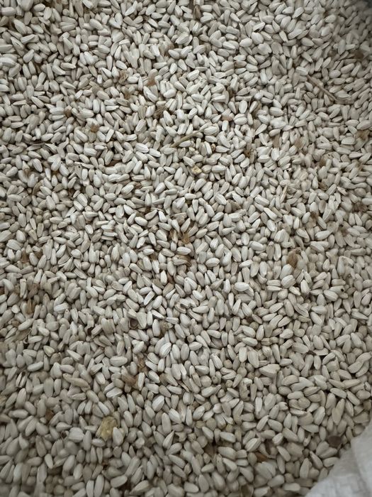 Сафлор(максары) мақсары