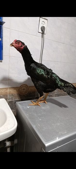 Карейс мекен сатылады