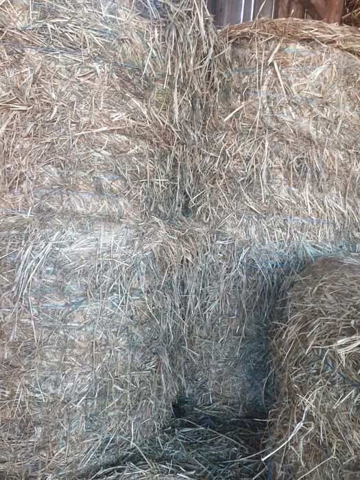 Vând baloti de lucernă cu ovăz și lucernă