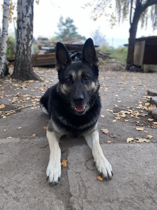 Отдам в хорошие руки