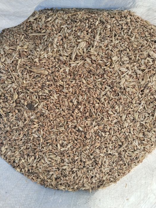 Продам пшеничные отходы