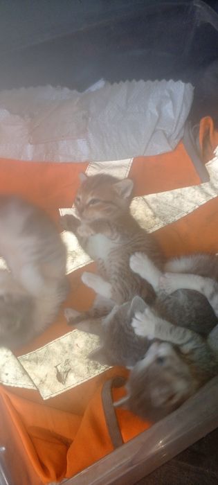 Отдам котят бесплатно