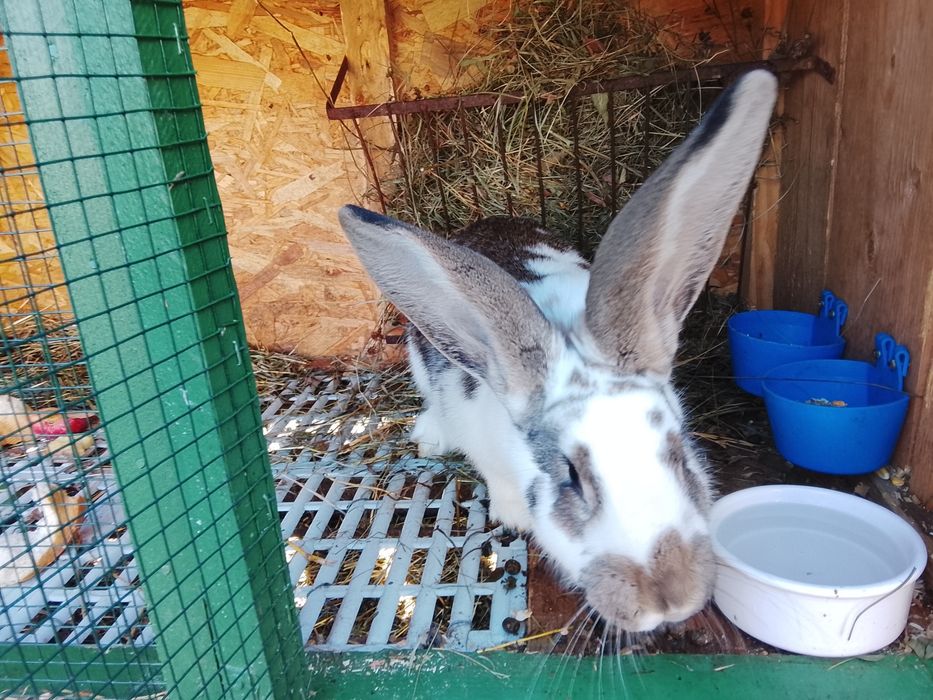 Vând iepuroaică uriaș german