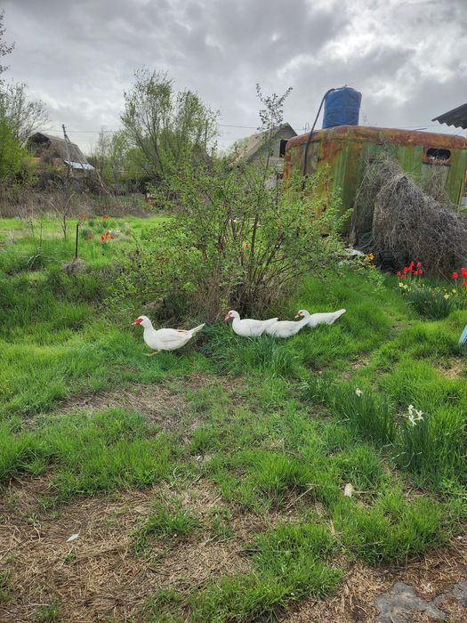 Продам утки шипуны