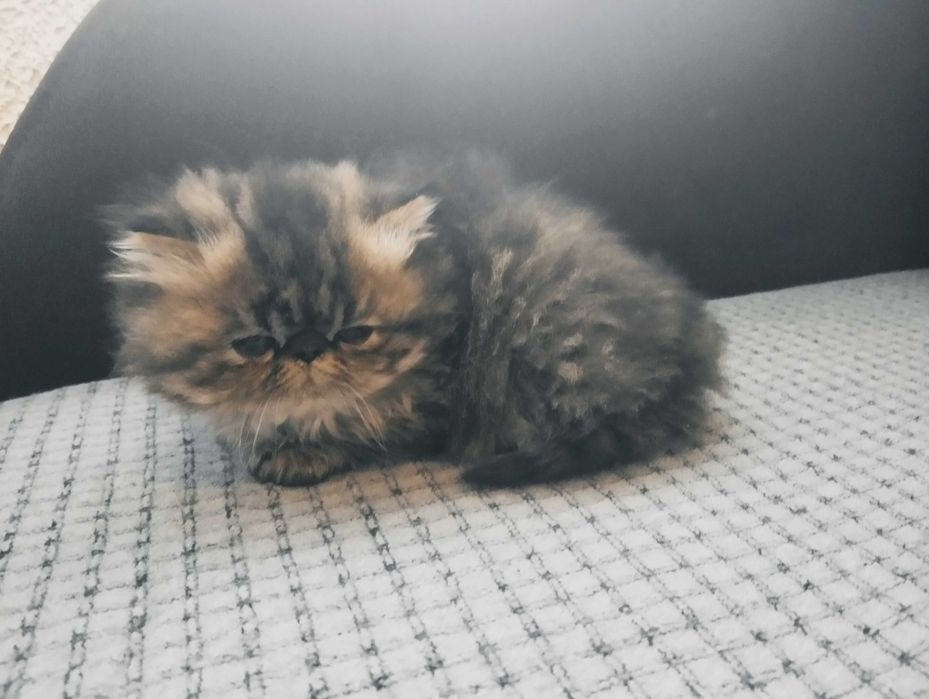 сладки персийски котета