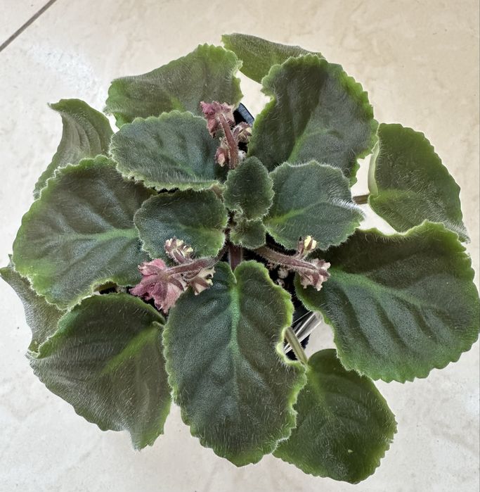 Фиалка ав-тайное желание