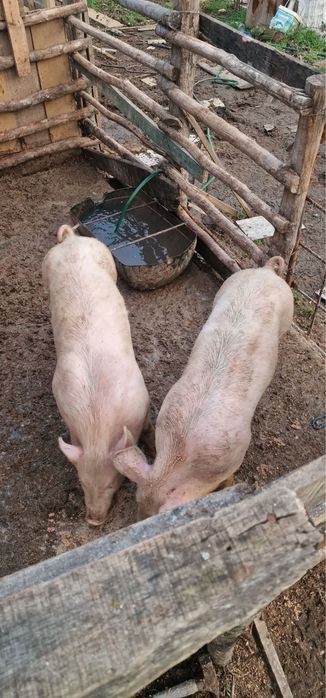 Прасенца перфектни за нови стопани