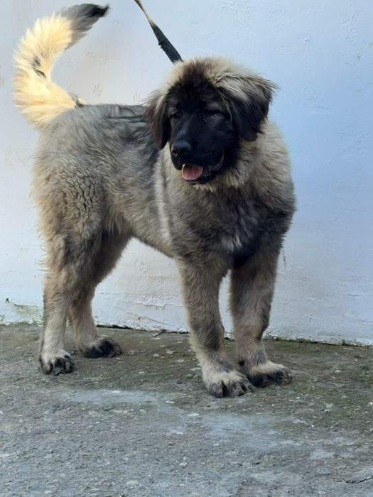 Femela ciobanesc caucazian