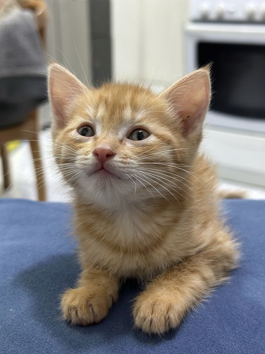 Красивые котята бесплатно