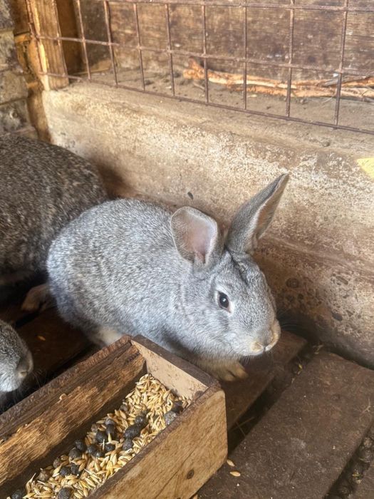 Продам кроликов