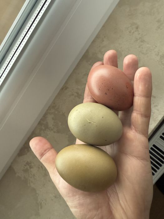 Oua incubat olive egger