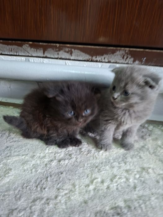 Продаются котята