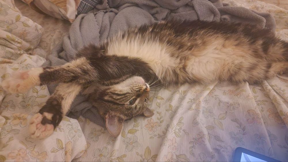 Отдам кота за коробку шоколада