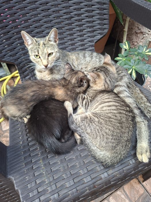 Dau spre adopție