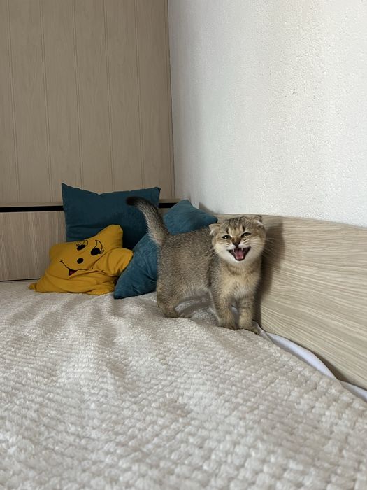 Продавам коте британска клепоуха