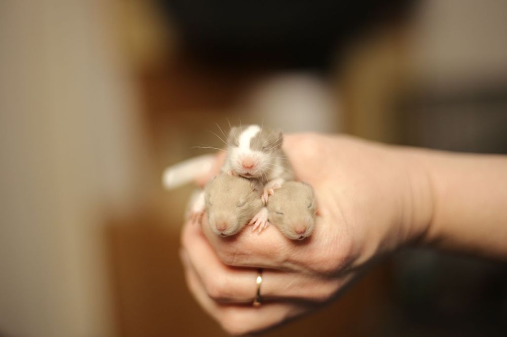 Крысята дамбо хаски