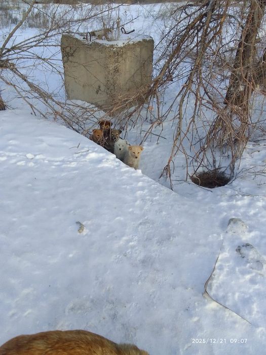 Щенки ищут дом и добрые руки