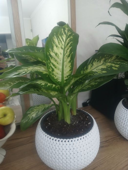 Цветы комнатные для дома и офиса