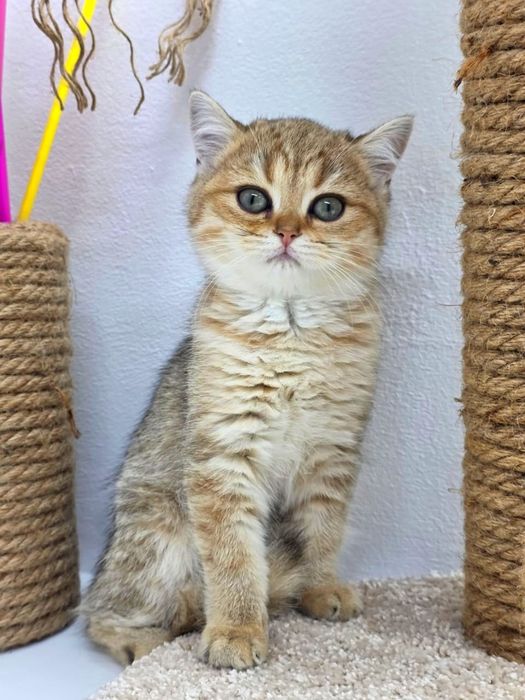 Котята британские