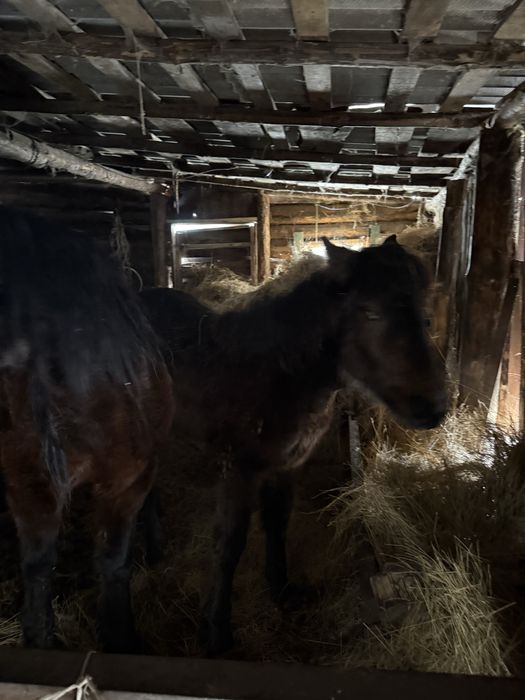 Продам кабылу с жеребенком