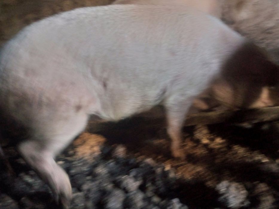 Продаю кабанов на племя.