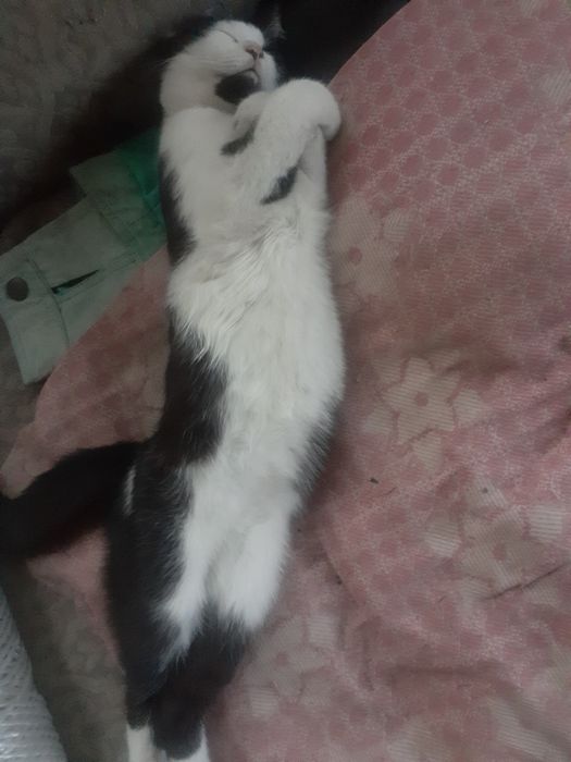 Отдам котенка. Мальчик.5 месяцев