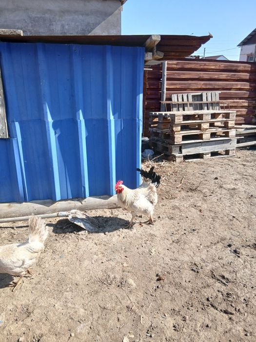 Әтещ,Петух хорощий !