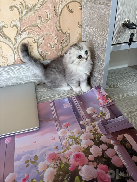 Очаровательные котята в поисках любящей семьи!
