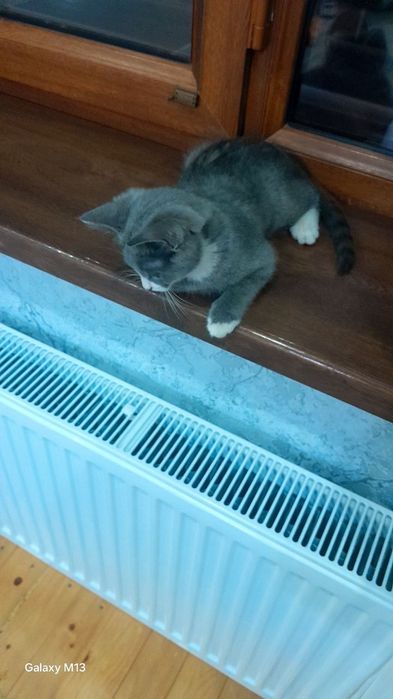 Кошка девочка красавитца