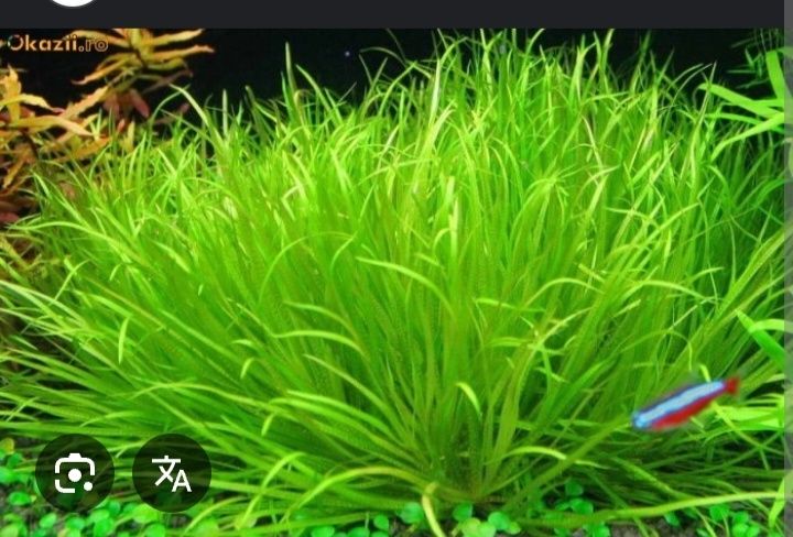 Продам  аквариумные растения