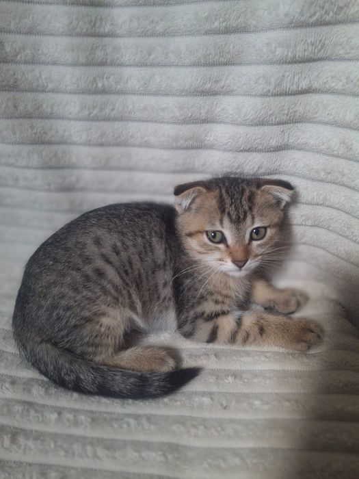 Шотландский вислоухий мальчик