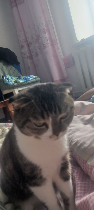 Кошка стерилизованая