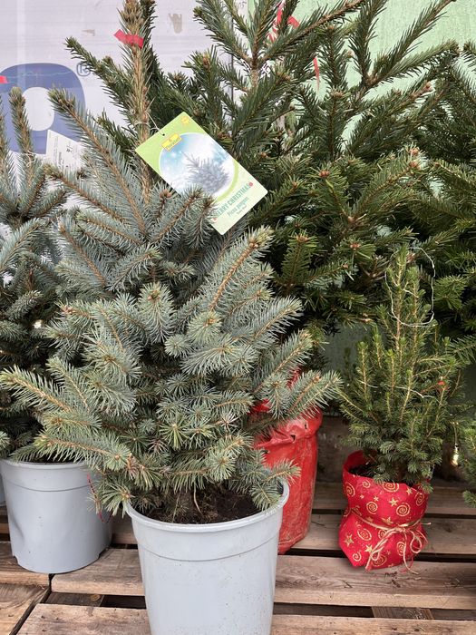 Жива елха с корен в контейнер