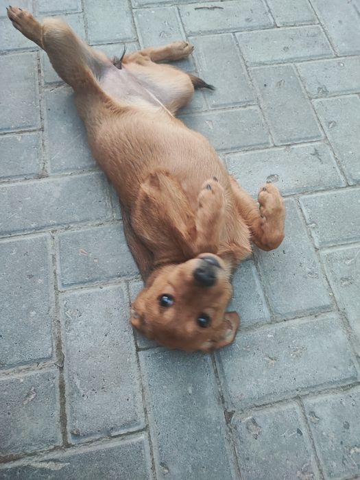 Отдам в добрые руки щенка.
