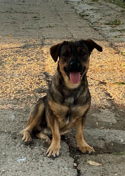 Metis ciobanesc german pitic pui