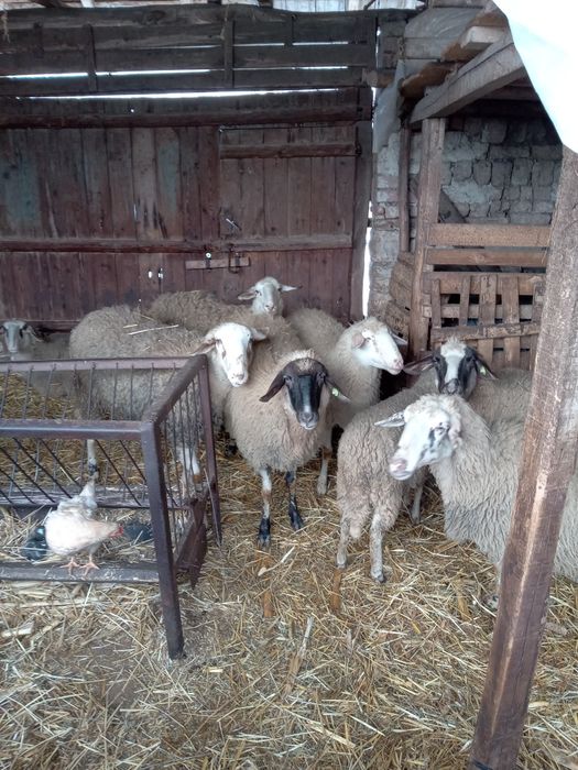 Продавам млади овце