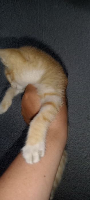 Отдам котенка рыжего