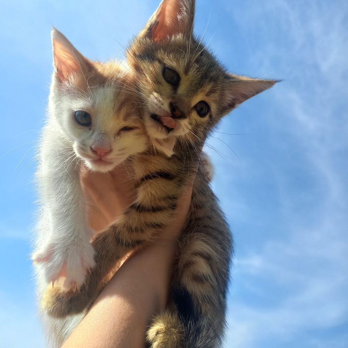 Котёнок девочка в хорошие руки
