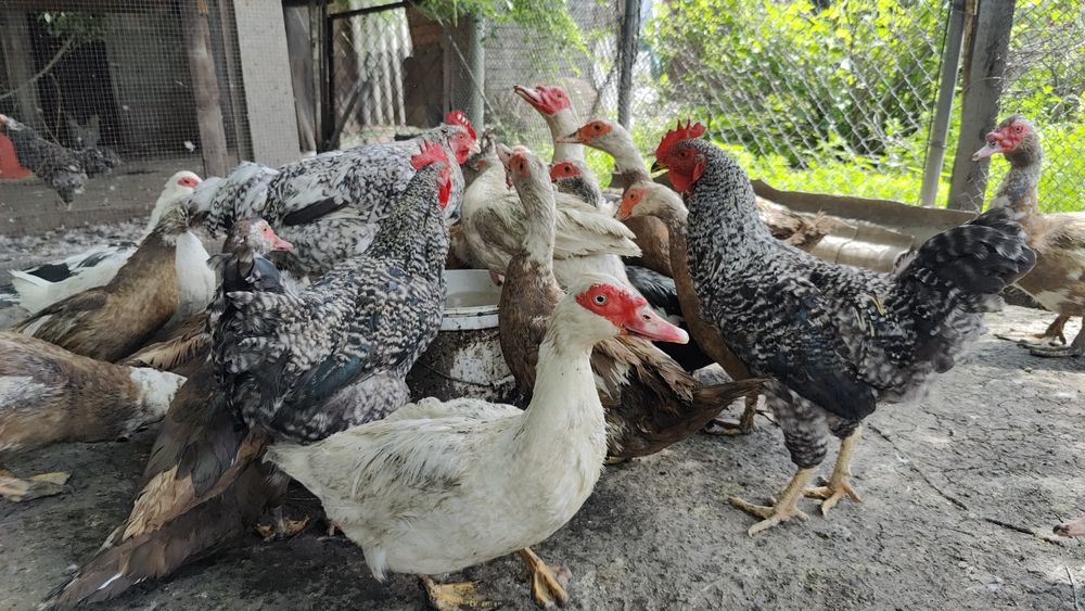 Продам индоуток (только самки!)