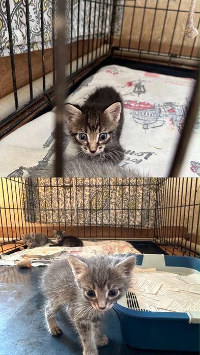 Котята ищут дом!