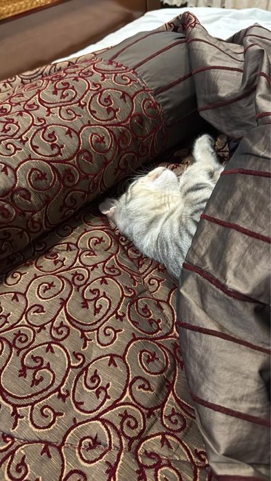 Кот шотландец 4,5 месяца