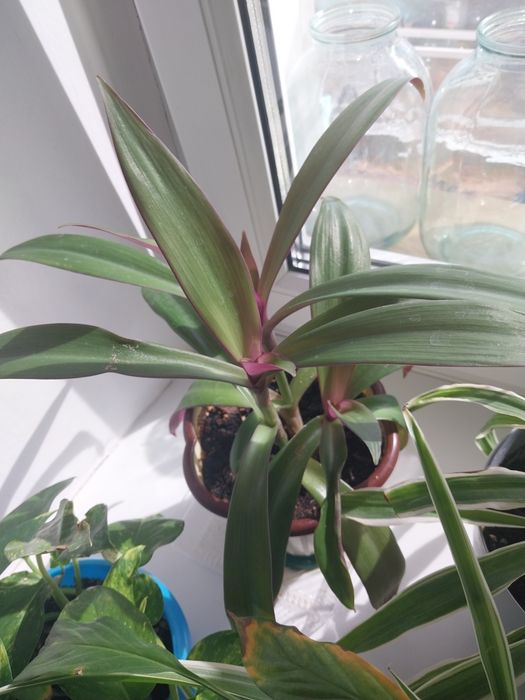 Продам комнатные цветы