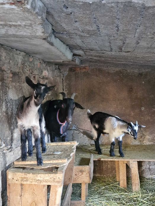 Продаются козлята альпачехи