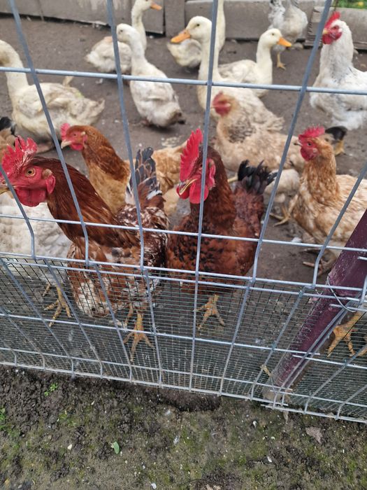 Cocoși diferite rase