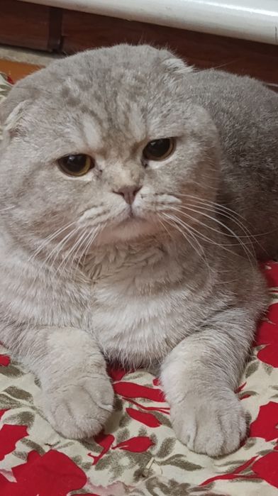 Vyazka! Kot Skottish fold