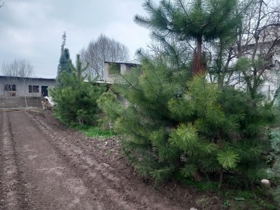 Archa sotiladi qirim sasna