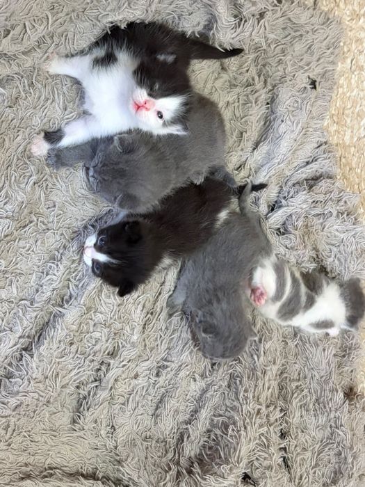 Отдам котят в добрые руки