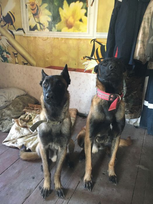 Бельгийские овчарки Малинуа